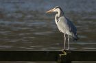 greyHeron_170213b.jpg