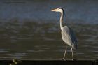 greyHeron_170213c.jpg