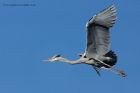 greyHeron_170213d.jpg