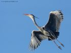 greyHeron_170213e.jpg