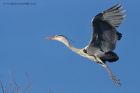 greyHeron_170213f.jpg