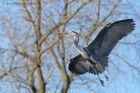 Filename=greyHeron_170213g.jpg
Filesize=242KB
Dimensions=1000x667
Date added=Mar 21, 2013 greyHeron_170213g.jpg