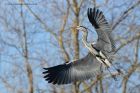 greyHeron_170213h.jpg