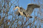 greyHeron_170213l.jpg