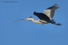 greyHeron_170213t.jpg