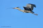 greyHeron_170213u.jpg