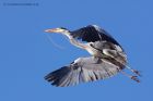 greyHeron_180212a.jpg