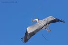 greyHeron_180212d.jpg