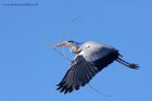 greyHeron_180212e.jpg