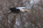 greyHeron_190311a.jpg