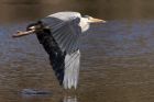 greyHeron_190311b.jpg