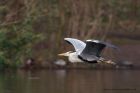 greyHeron_190311d.jpg