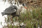 greyHeron_190413b.jpg