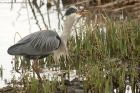 greyHeron_190413g.jpg