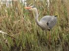Filename=greyHeron_190413l.jpg
Filesize=319KB
Dimensions=1000x755
Date added=Jun 23, 2013 greyHeron_190413l.jpg