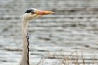 Filename=greyHeron_190413t.jpg
Filesize=253KB
Dimensions=1000x667
Date added=Jun 23, 2013 greyHeron_190413t.jpg