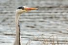 greyHeron_190413t.jpg