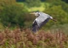 greyHeron_190808a.jpg