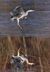 greyHeron_210111d.jpg