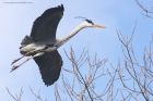 greyHeron_210315a.jpg