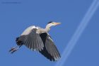 greyHeron_210315b.jpg