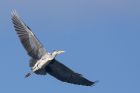 greyHeron_210315o.jpg