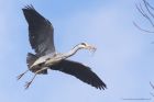 greyHeron_210315w.jpg