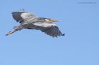 greyHeron_210315z4.jpg