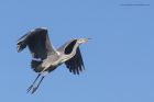 greyHeron_210315z7.jpg