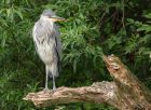 greyHeron_210511c.jpg