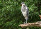 greyHeron_210511d.jpg