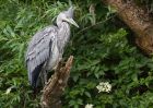 greyHeron_210511h.jpg