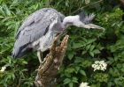 greyHeron_210511j.jpg