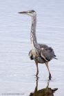 greyHeron_210711d.jpg