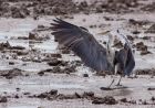 greyHeron_210711e.jpg