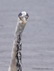 Filename=greyHeron_210711f.jpg
Filesize=217KB
Dimensions=615x800
Date added=Jul 24, 2011 greyHeron_210711f.jpg