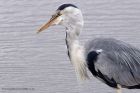 greyHeron_210711i.jpg