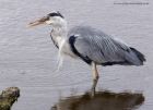 greyHeron_210711k.jpg