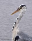 greyHeron_210711l.jpg