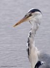 greyHeron_210711m.jpg