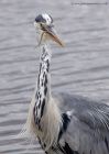 greyHeron_210711n.jpg