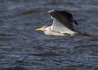 greyHeron_250309a.jpg