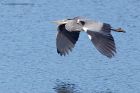 greyHeron_260911b.jpg