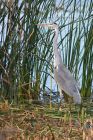 Filename=greyHeron_260911d.jpg
Filesize=291KB
Dimensions=667x1000
Date added=Sep 30, 2011 greyHeron_260911d.jpg