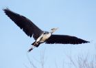 greyHeron_270210a.jpg