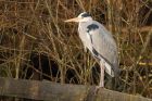 greyHeron_270216a.jpg