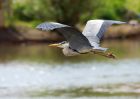 greyHeron_270409a.jpg