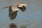 greyHeron_281216a.jpg