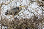 greyHeron_290314a.jpg