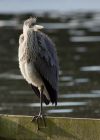 Filename=greyHeron_290809j.jpg
Filesize=225KB
Dimensions=643x900
Date added=Sep 06, 2009 greyHeron_290809j.jpg